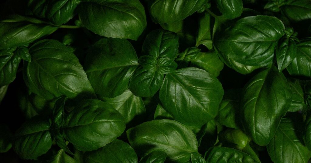Celebrating Fresh Ingredients Seasonal Cooking Recipes