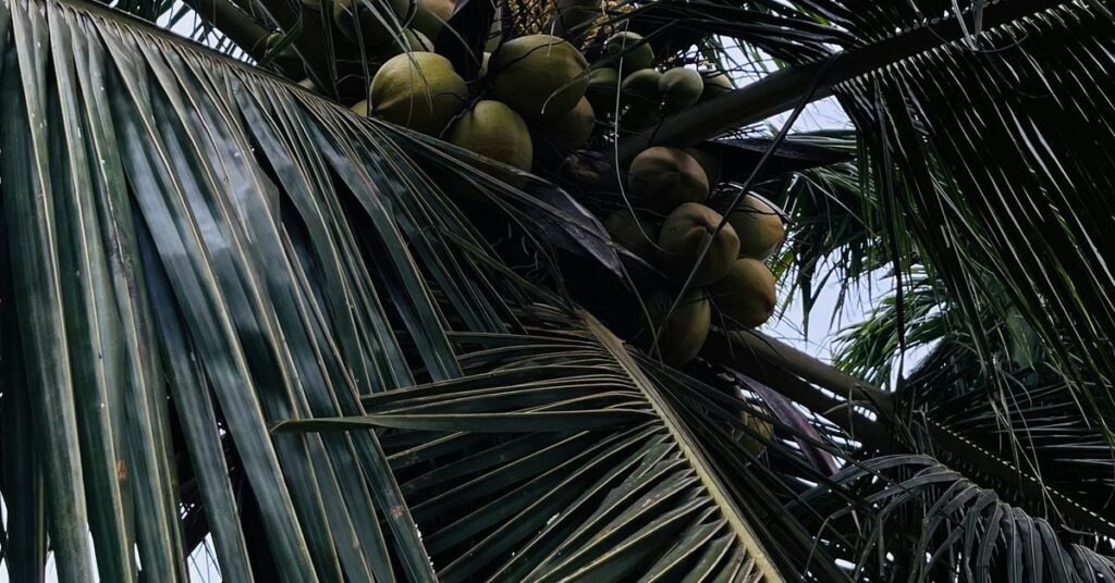 Pina Colada Recipes Tropical Coconut Drink