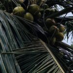 Pina Colada Recipes Tropical Coconut Drink